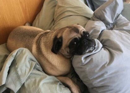 Tips for Moving with Pets