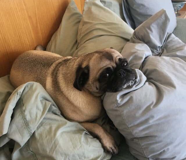 Tips for Moving with Pets