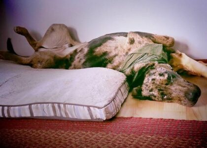 8 Tips for Moving with Pets