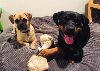Best Tips for Moving with Pets